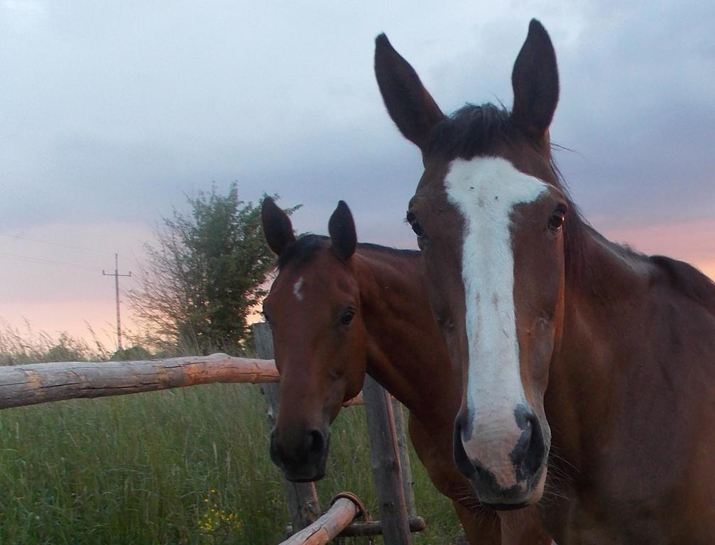 Dom Goscinny Ogluszka Pilec Buitenkant foto